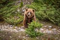 135 Canada, Jasper NP, grizzlybeer